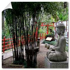 Bambu para vaso e jardineira